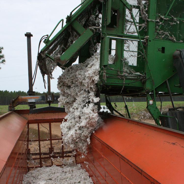 Plunge in cotton prices plaguing growers